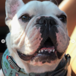 bulldog-francesi-di-Lady-Gaga-Koji
