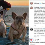 bulldog-francesi-di-Lady-Gaga-post-ricompensa-instagram