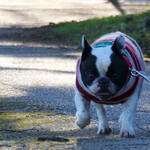 ipotiroidismo-del-cane-Mia-find-the-frenchie