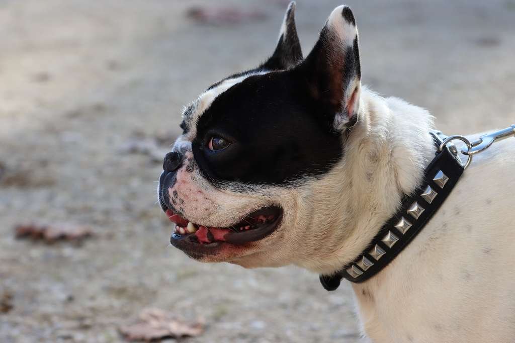 Collare o Pettorina?
Per noi è stato pettorina da cuccioli e collare da adulti