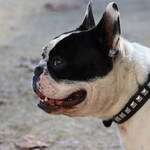 Collare-in-pelle-Bouledogue-Francese