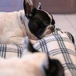 Dante-Bouledogue-Francese-nuova-dieta
