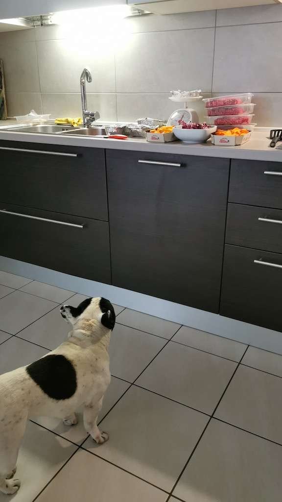Dieta casalinga per cani: l'organizzazione in cucina