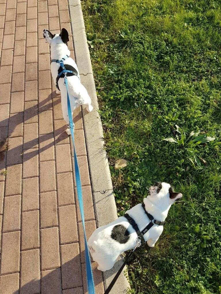 Pettorina ad H Bouledogue Francese