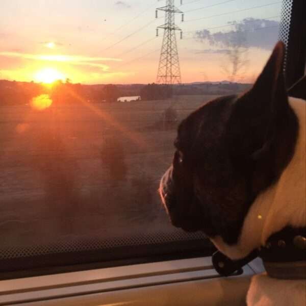 In treno con il cane. Francois guarda fuori dal finestrino