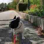 Mia-benefici-dieta-casalinga-bouledogue