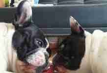 Bouledogue in buona salute