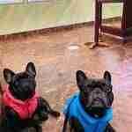 rufus-camilla-bouledogue-veronica-casali-cappottini