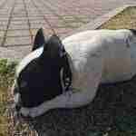 Allergie-stagionali-del-cane-1