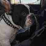 Pasqua-con-il-cane-Dante-auto