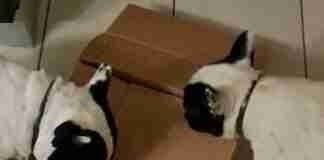 Ricerca olfattiva cane