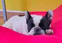 Bouledogue Francese che si riposa dopo la passeggiata quotidiana