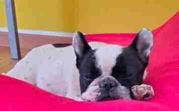 Bouledogue Francese che si riposa dopo la passeggiata quotidiana