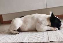 Cane dorme sul tappeto di casa