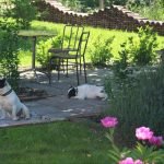 FindtheFrenchie_Blog-French-Bulldog