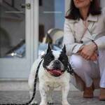 BAOS_sindrome-brachicefalica-bouledogue-francese-Mia-Findthefrenchie2