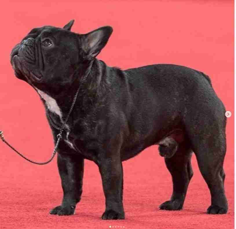 The Most Popular Dog Breeds of 2022